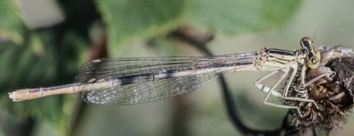 Platycnemis pennipes